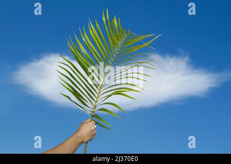 Branca con sfondo blu al Palm Sunday Celebration. Settimana Santa. I cattolici tradizionali celebrano la Domenica delle Palme. Fede cristiana. Foto Stock