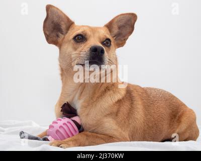 Un carino cane di razza mista con occhi dolci e grandi orecchie che giacciono su un letto bianco con un giocattolo rosa mastice e guardando attentamente. Foto ritratto PET Foto Stock