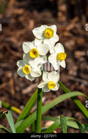 Daffodil 'Avalanche' (narcissus) una pianta bulbosa a fiore di primavera con un fiore di primavera giallo bianco, foto di scorta Foto Stock