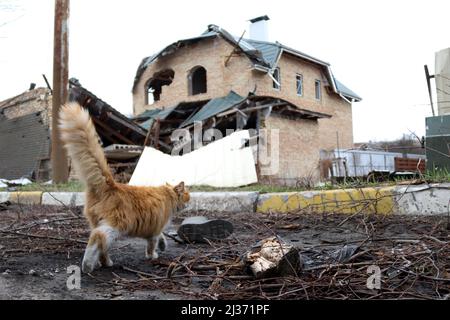 Non esclusiva: BUCA, UCRAINA - 5 APRILE 2022 - Un gatto attraversa via Vokzalna danneggiata a seguito della liberazione della città dagli invasori russi, Buch Foto Stock