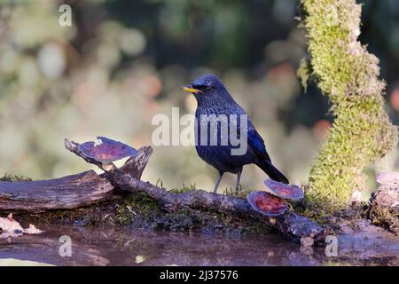 Thrush, Myophonus caeruleus, Uttarakhand, India Foto Stock