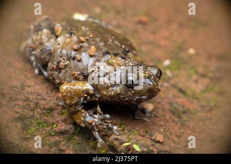 Ramanella mormorata, conosciuta anche come la rana puntiforme indiana, ramanella marmorizzata, endemica ai Ghati occidentali dell'India sud-occidentale, Vasota Satara, Maharash Foto Stock