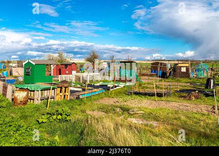 Allotment con capannoni vicino Clothall Common, Baldock, Hertfordshire, Regno Unito Foto Stock