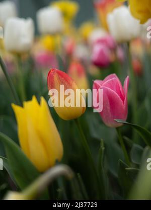 Bella tulipani colorati in giardino Foto Stock