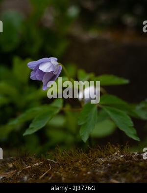 Anemone trifolia, endemismo galiziano portoghese molto diffuso nelle foreste e nelle rive del fiume della Galizia che mi aveva inspiegabilmente resistito. Foto Stock