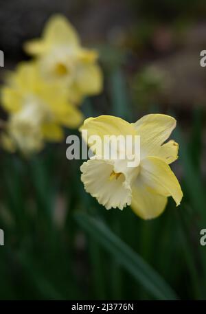 goditi ciò che vedono i miei occhi Foto Stock