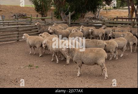 Caledon, regione di Overberg del Sudafrica. 2022. Pecore con un buon cappotto di lana in un allevamento di pecore a Overberg, Afriaca del Sud. Foto Stock