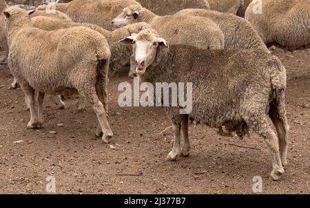 Caledon, regione di Overberg del Sudafrica. 2022. Pecore con un buon cappotto di lana in un allevamento di pecore a Overberg, Afriaca del Sud. Foto Stock