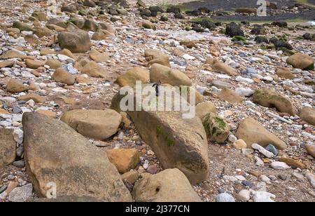 Il sacchetto nero del poo del cane è stato lasciato su una roccia su una spiaggia Foto Stock