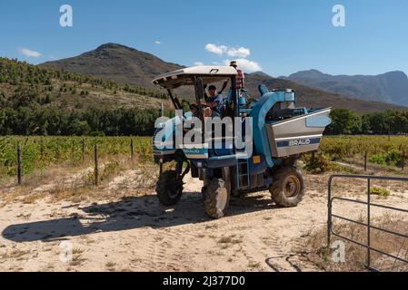 Franschhoek Capo Occidentale, Sud Africa. 2022. Una vendemmiatrice meccanica su un piccolo vigneto nella valle di Franschhoek. Regi di Cape Winelands Foto Stock