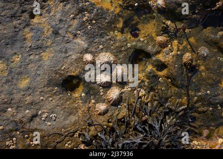 Famiglia di animali domestici bloccati su una roccia a bassa marea Foto Stock