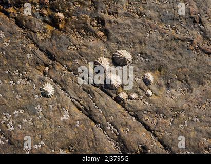 Famiglia di animali domestici bloccati su una roccia a bassa marea Foto Stock