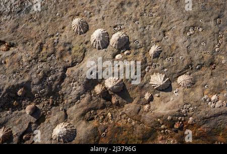 Famiglia di animali domestici bloccati su una roccia a bassa marea Foto Stock