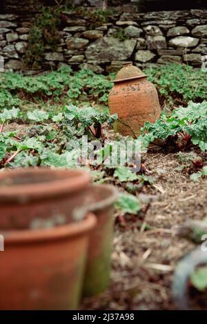 Un giardino di rabarbaro con cloche d'argilla d'annata che copre una pianta per costringerla a crescere per il rabarbaro forzato Foto Stock
