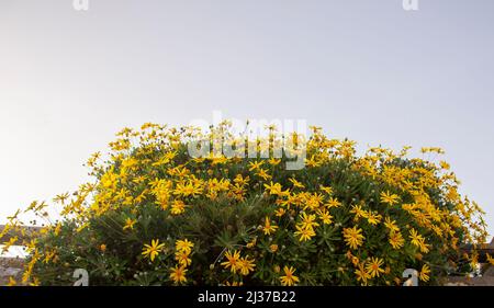 Euryops pectinatus o euryops con foglie grigie o margherita di cespugli gialli o Euryops sonnenschein. Fiori gialli con un cielo blu. Scattata da sotto e spazio di copia Foto Stock