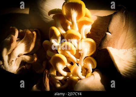 Una gamma di funghi selvatici commestibili tra cui Oyster, Re Oyster, Chanterelles e Maitake funghi ricchi di vitamina B. Foto Stock