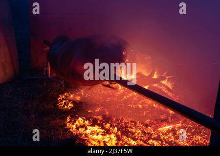 Silhouette di maiale intero che gira su una spit sopra la piastra del fuoco in calore e fumo di notte in lunga esposizione, rotisserie o spit arrostimento, ortodosso serbo Foto Stock