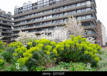 Le piante di Euphorbia e i ciliegi tibetani fioriscono a Nigel Dunnet Beech Gardens Barbican Estate City of London EC2 Inghilterra UK KATHY DEWITT Foto Stock