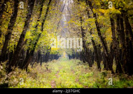 Bellissimo sfondo autunnale con sentiero attraverso il bosco, foglie di arancio giallo cadono al piano terra con le file di grandi alberi lungo i passaggi pedonali Foto Stock