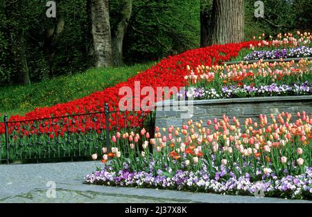 Tulip Blossom, Mainau Island, Baden-Württemberg, Germania. L'isola dei fiori sul lago di Costanza. Foto Stock