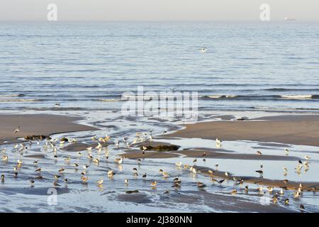 Gabbiani sulla riva, Praia de Matosinhos spiaggia vicino Porto Portogallo. Foto Stock