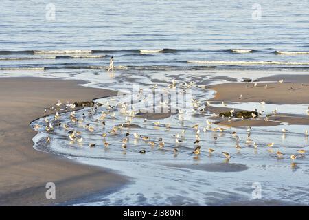 Gabbiani sulla riva, Praia de Matosinhos spiaggia vicino Porto Portogallo. Foto Stock
