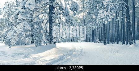 Pinete innevate nel Parco dell'Etna, in Sicilia Foto Stock