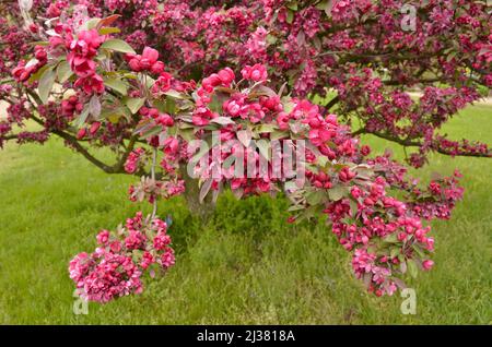 Malus x purpurpurea (mela granchio) albero in fiore in primavera, Troja giardino botanico a Praga Repubblica Ceca. Foto Stock