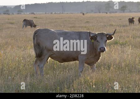 Bestiame al pascolo, toro sul pascolo erboso vicino Kuchyna nel sud-ovest della Slovacchia Europa. Foto Stock