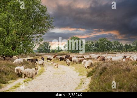 Paesaggio brughiera Balloërveld nella provincia olandese di Drenthe con allevamento di Drenthe pecore brughiera lungo i bordi di strada sterrata contro backgrou Foto Stock