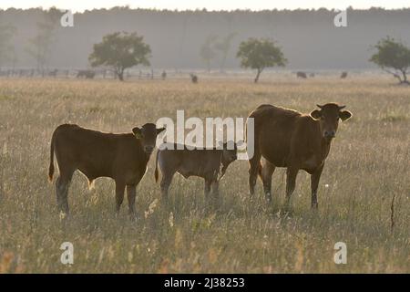 Mucche sul pascolo erboso vicino Kuchyna nel sud-ovest della Slovacchia Europa. Foto Stock