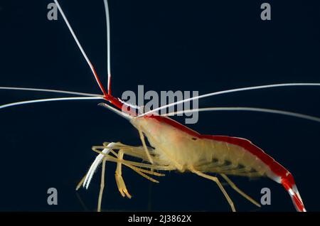 Animali d'acqua salata nell'acquario della barriera corallina con luci artificiali Foto Stock