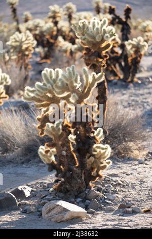 I cactus di Cholla sono silhouetted dal sole che tramonta nel Joshua Tree National Campground, nella California del Sud negli Stati Uniti Foto Stock