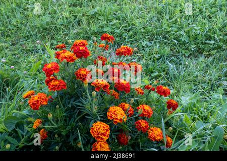 Primo piano cespuglio di tageti arancioni fiori sul campo con sfondo verde erba mown per post, screensaver, carta da parati, per la pubblicazione, poster Foto Stock