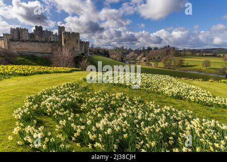 Alnwick Castle e il ponte sul fiume Aln con un campo di Daffodils, Northumberland, Inghilterra Foto Stock