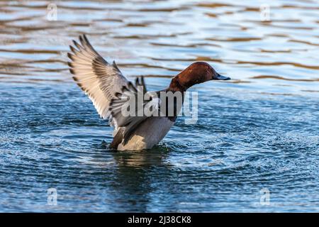 Anatra solitaria al lago Kleinhesseloher nel giardino inglese di Monaco, Germania. Foto Stock