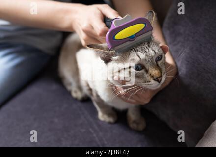 persona mani pettinare gatto grigio con spazzola Foto Stock