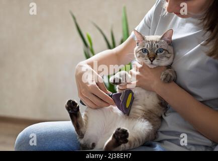 donna che pettina gatto tabby carino con spazzola a casa Foto Stock