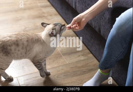 Il proprietario dà il suo gatto trattamento Foto Stock