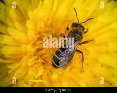 Ape sudorante Halictus rubicundus testa giù impollinando dente di leone. Foto Stock
