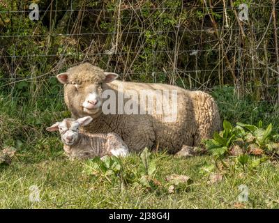 Una pecora di razza Dorset e il suo rifugio di agnello neonato da una siepe. Foto Stock