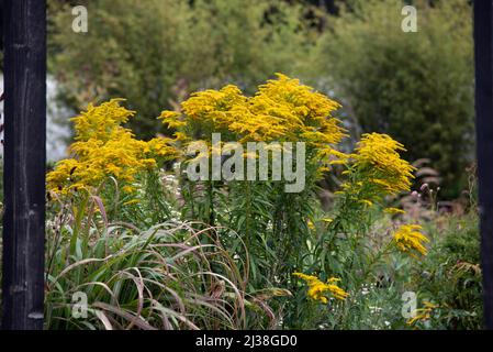 Solidago rugosa Fuochi d'artificio - Golden Rod Foto Stock