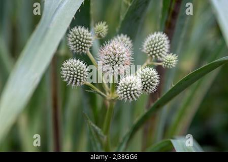 Eryngium yuccifolium - pulsante Snakeroot Foto Stock