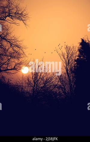 Silhouette di alberi al tramonto Foto Stock