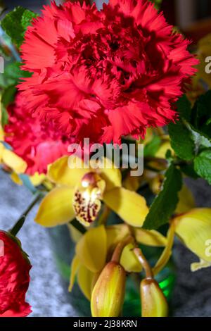 Dianthus Fiori, Carnazione fiore, il garofano rosso è legato a sentimenti come stima, affetto, ammirazione e amore. Fiore nazionale di Spagna. Foto Stock