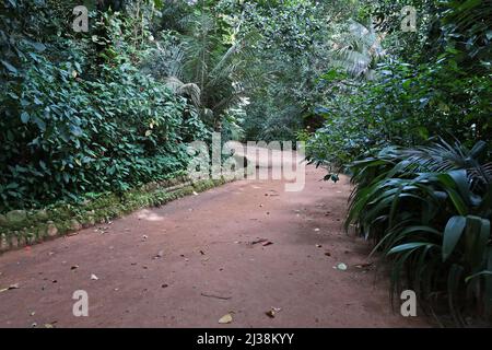 Sentiero forestale a Rio de Janeiro Foto Stock