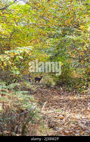 Un piccolo giovane cervo buca scuro su una pista forestale attraverso alberi di castagno dolce in autunno vicino alla Foresta di Dean villaggio di Brierley, Gloucestersh Foto Stock