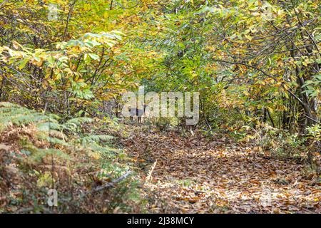 Un piccolo giovane cervo buca scuro su una pista forestale attraverso alberi di castagno dolce in autunno vicino alla Foresta di Dean villaggio di Brierley, Gloucestersh Foto Stock