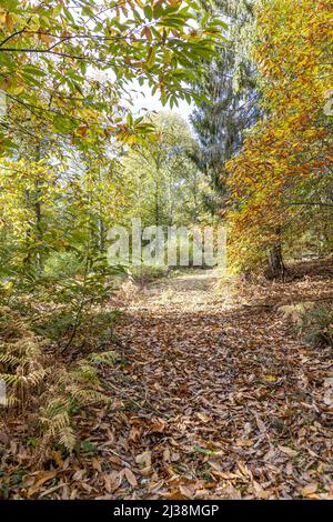 Una pista forestale attraverso castagni dolci in autunno vicino alla Foresta di Dean villaggio di Brierley, Gloucestershire, Inghilterra Regno Unito Foto Stock