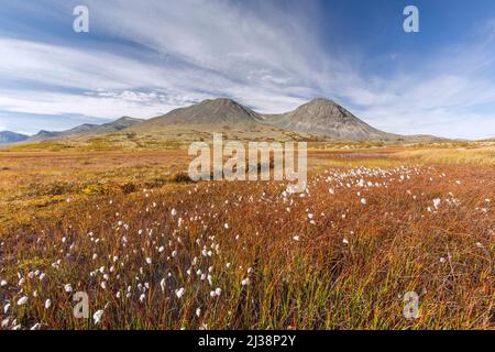 Bog con cottongrass / cottonsedge comune e la catena montuosa Stygghøin / Stygghoin a Døråldalen in autunno, Rondane NP, Innlandet, Oppland, Norvegia Foto Stock